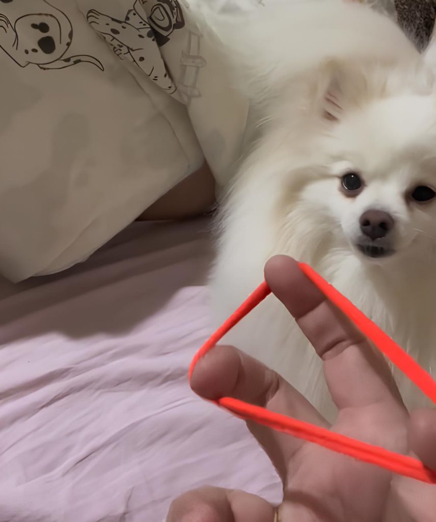 um lulu da pomerânia brincando com sua tutora Ana e um estilingue