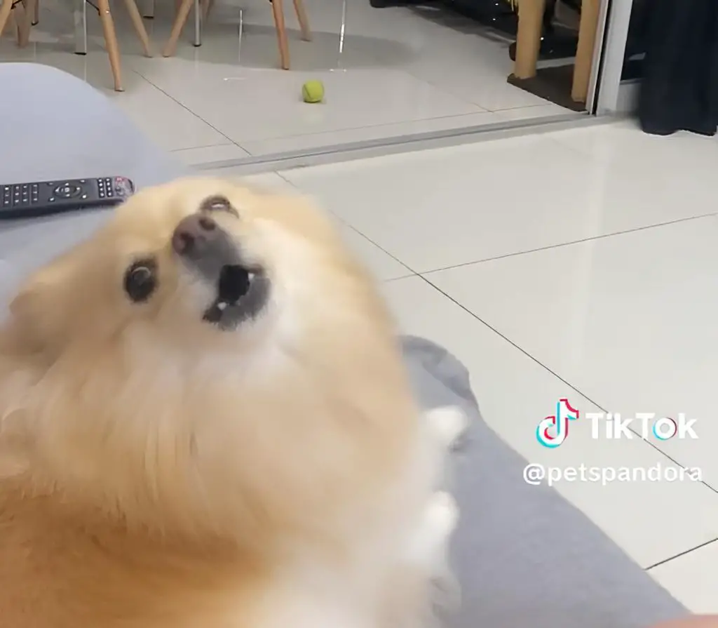 um lulu da pomerânia que gosta de música sertaneja