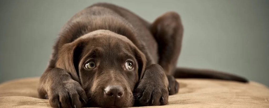 um cachorro deitado assustado com barulhos das festas de fim de ano.
