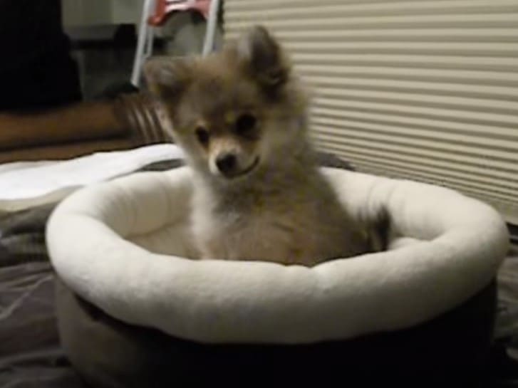 um lulu da pomerânia dentro de sua caminha tentando uivar.