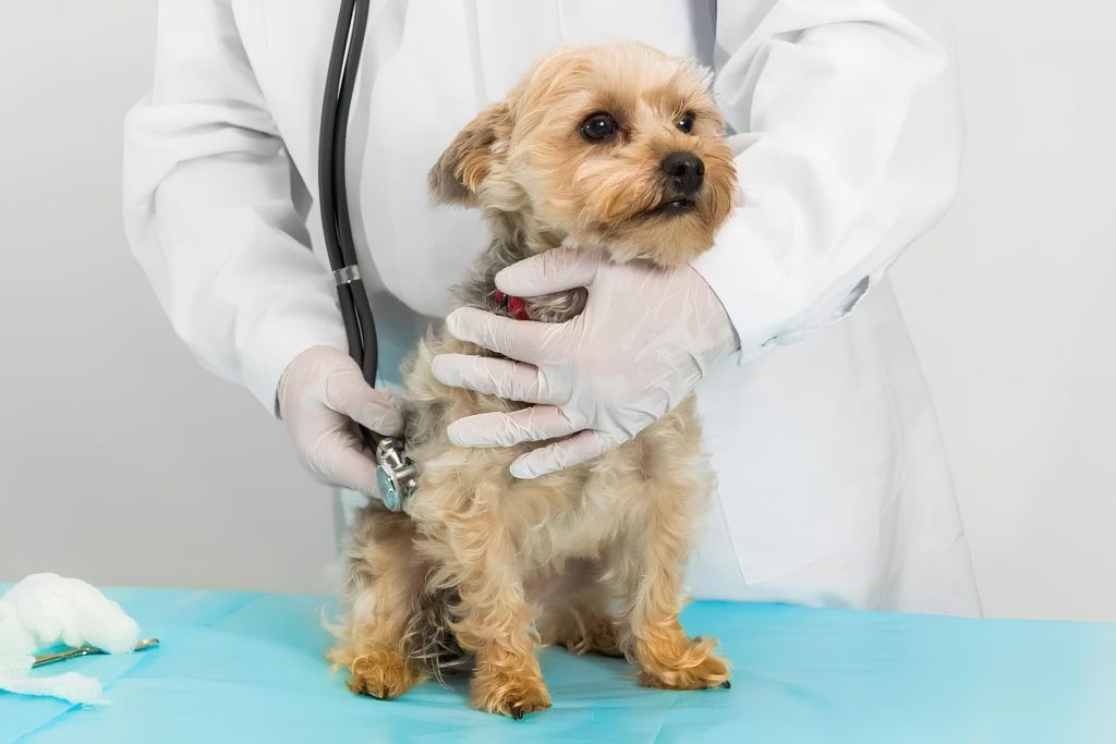 um cachorro em um veterinário.
