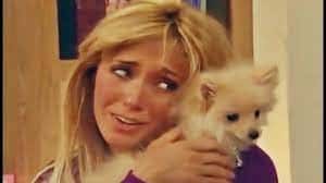 lulu da pomerânia no colo de anahi