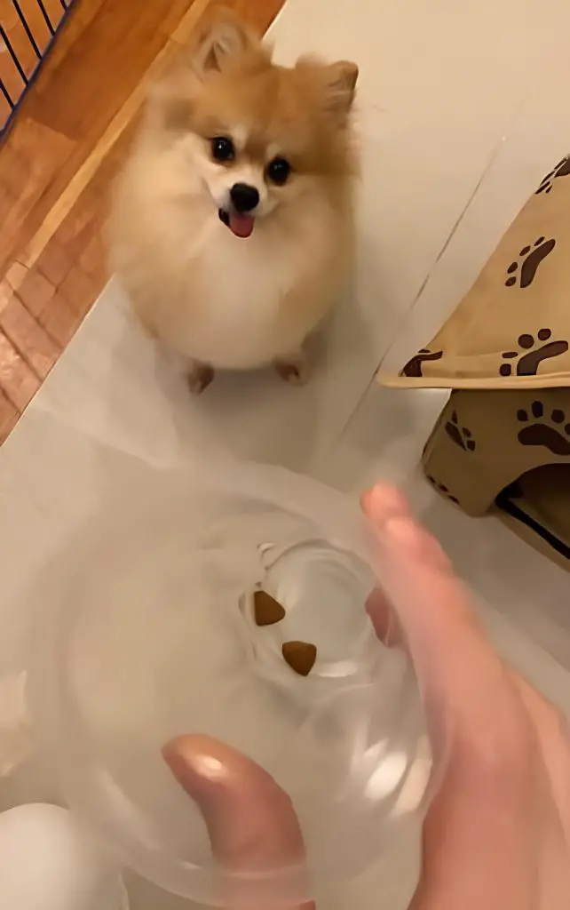 um cachorro lulu da pomerânia olhando para seu tutor.