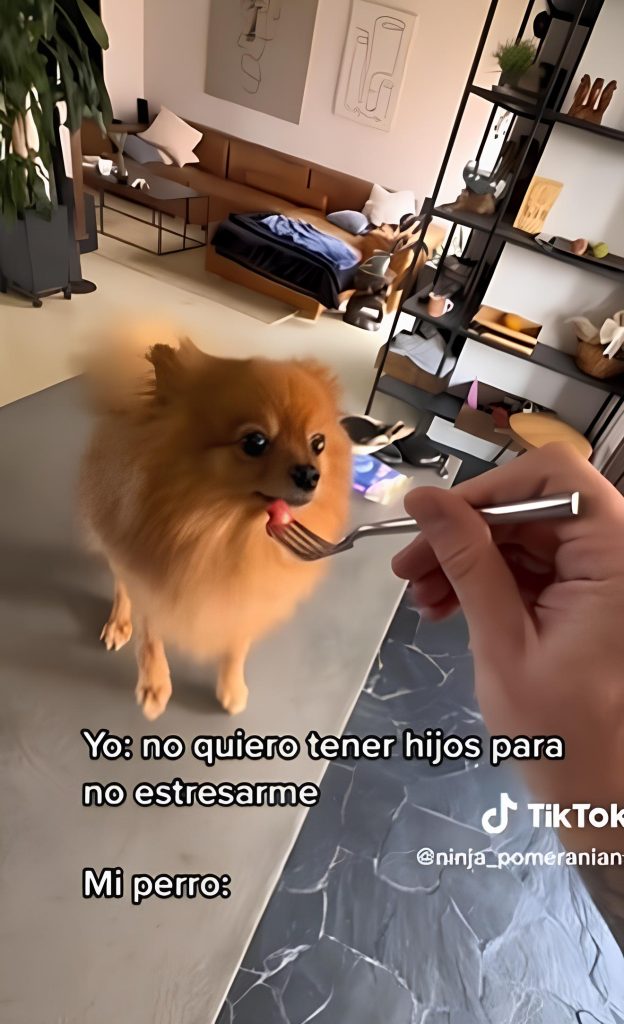 um lulu da pomerânia se alimentando