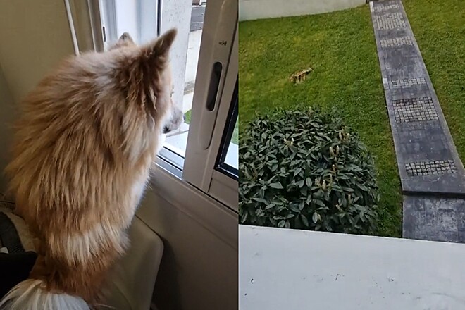 um lulu da pomerânia olhando pela janela.