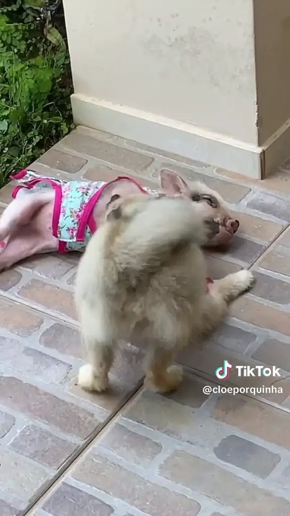 uma mini porquinha e um lulu da pomerânia brincando.