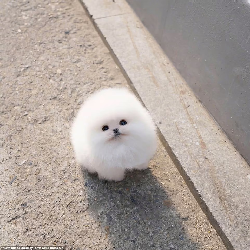 um filhotinho de lulu da pomerânia parecendo uma bolinha de pelo