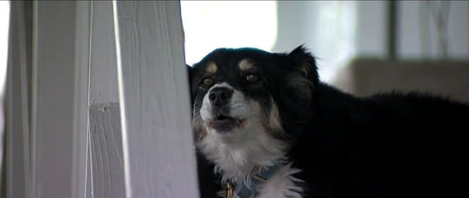 uma cachorra chamada Lulu