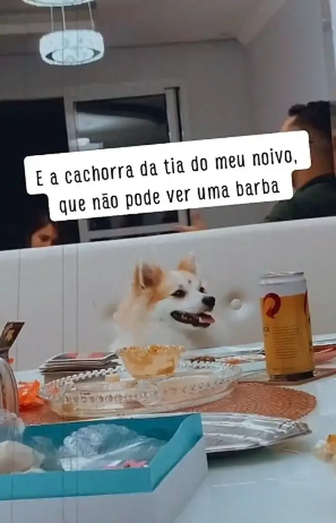 um lulu  que não pode ver a barba de um homem