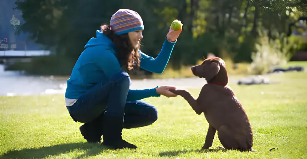 um cachorro sendo treinado dando a patinha para sua tutora em um parque.