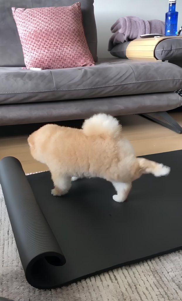 um lulu da pomerânia se alongando em um esteira no chão.
