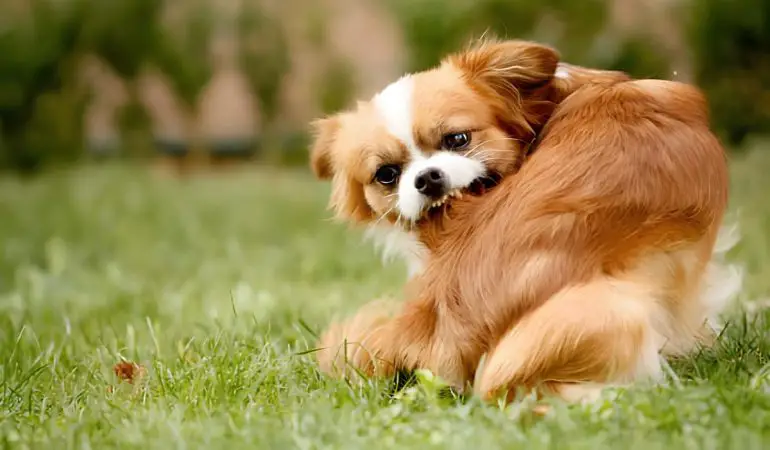 um cachorro mordendo seu rabo por causa de pulga e carrapato.