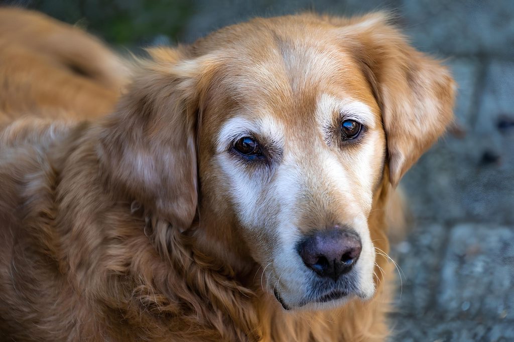 um cão idoso.