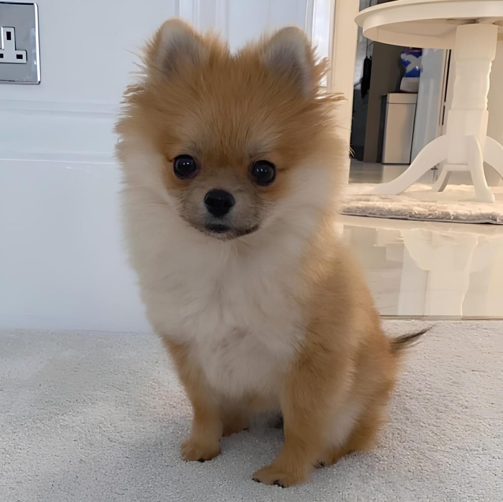 um lulu da pomerânia sentado.