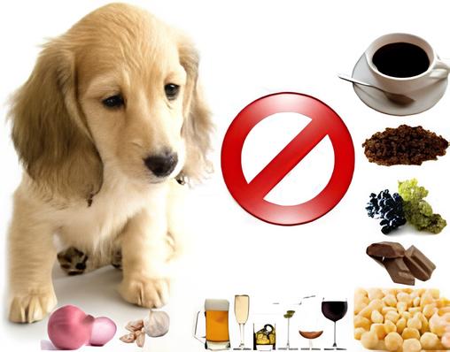 um cachorro sentado com vários alimentos proibidos para cachorro em sua volta.