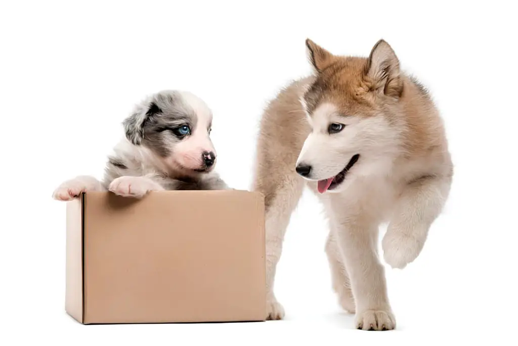 um cachorro adulto e outro filhote dentro de uma caixa de papelão brincando.