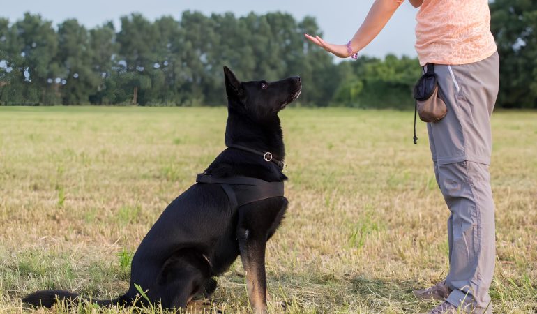um cachorro sentado recebendo comandos de adestramento do seu tutor.
