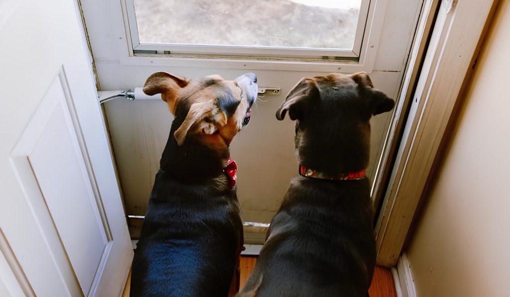 dois cachorros sentados olhando para porta com sintomas de crise de ansiedade por separação