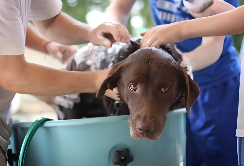 um cachorro dentro de uma bacia com mangueira tomando banho em casa.