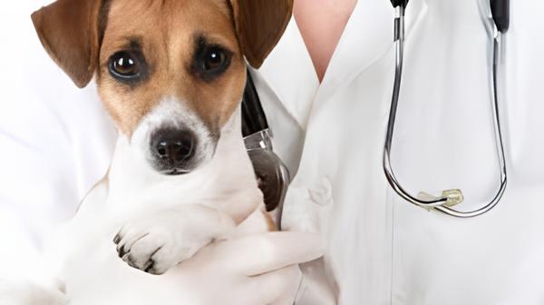 um cachorro no colo de uma médica veterinária
