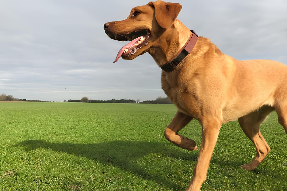 um cachorro em um gramado mandando