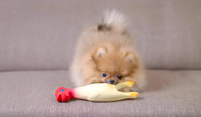 um cachorro da raça lulu da pomerânia com um brinquedo pet.