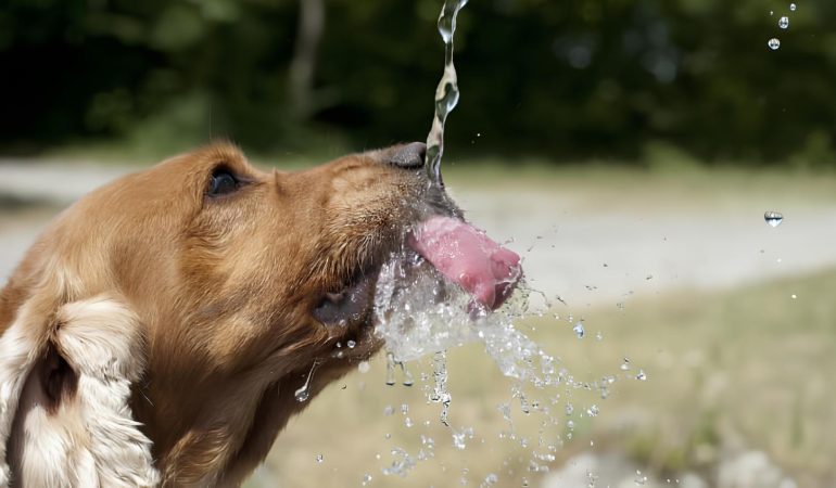 um cachorro tomando água.