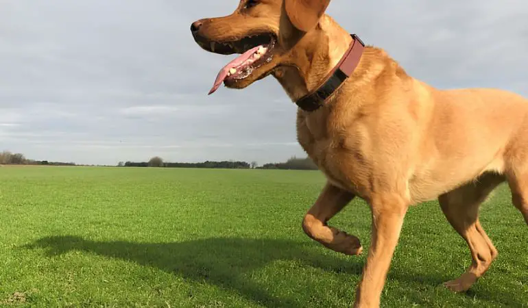 um cachorro em um gramado mancando.