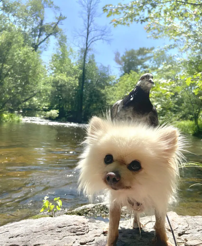 um lulu da pomerânia chamado JP com seu amigo pombo na sua cabeça em um rio.