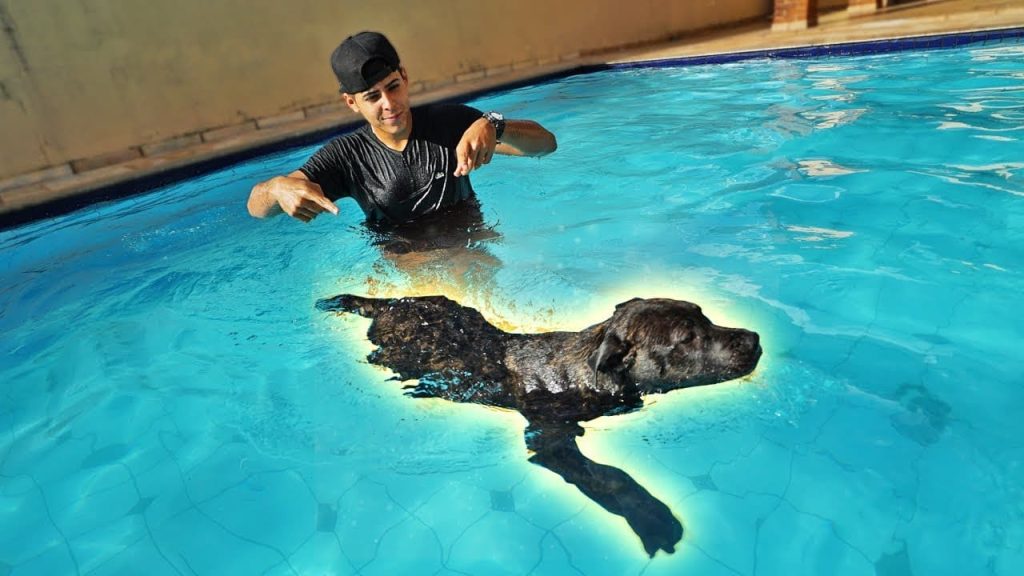 um cachorro em uma piscina com seu dono 