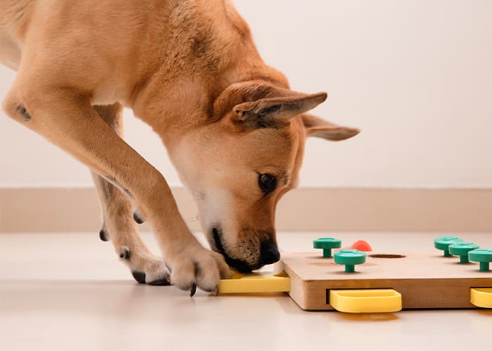 uma cachorro brincando com um brinquedo de madeira.