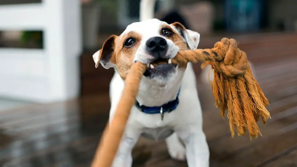 um cachorro brincando de morder corda