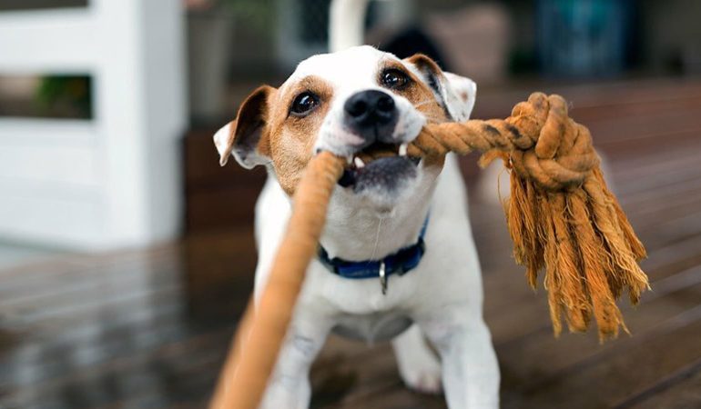um cachorro puxando uma corda para brincar.