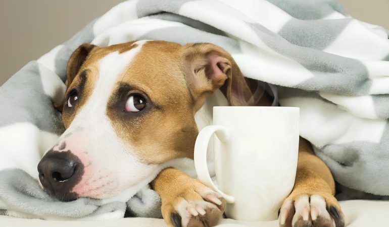 um cachorro deitado debaixo das cobertas se protegendo do frio.
