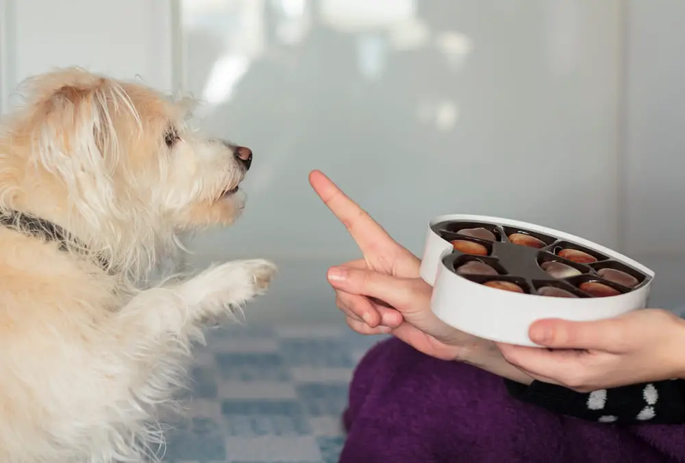 um tutora com caixa de chocolate nas mãos e um cachorro a sua frente querendo comer.