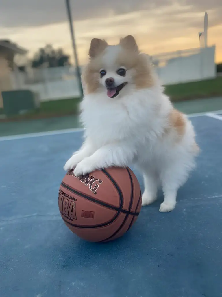 um cachorro em cima de uma bola de basquete.