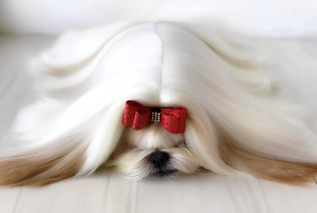 um cachorro deitado com uma pelagem grande e lisa 