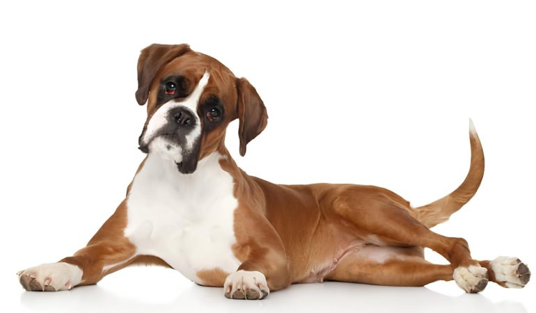 um cachorro da raça boxer deitado