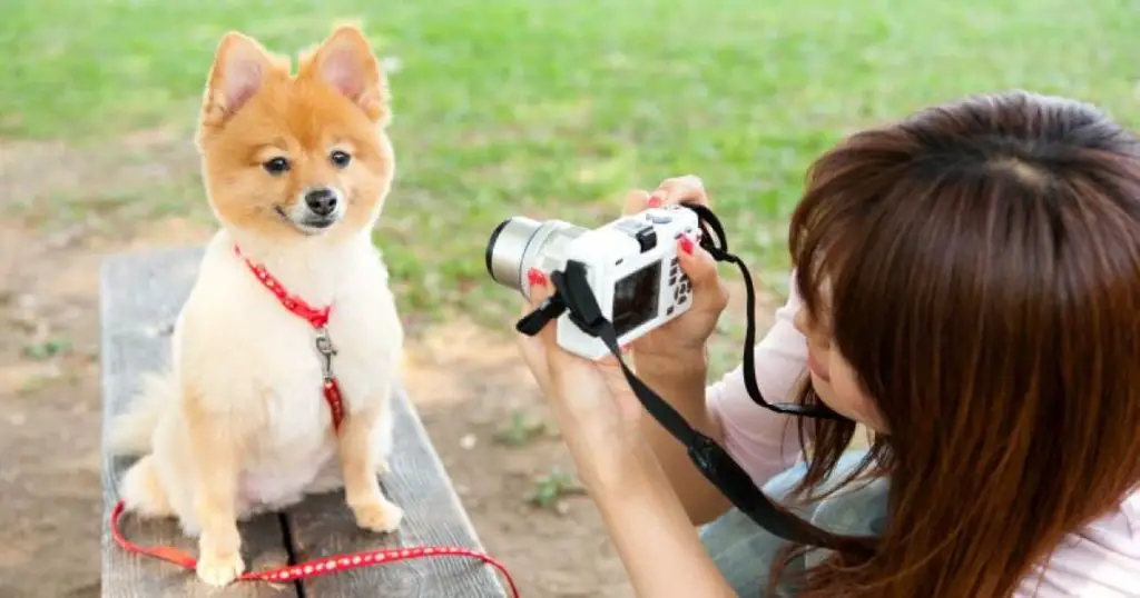 uma fotógrafa tirando fotos de um lulu da pomerânia sentado em um banco de praça.