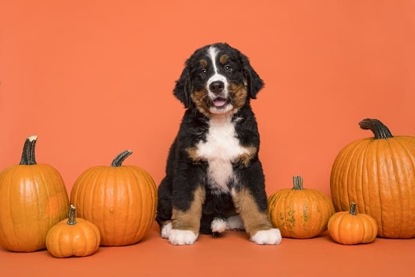 um cachorro sentado e em sua volta abóboras
