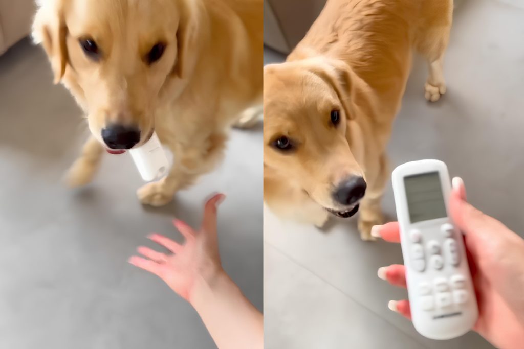 um golden retriever pedindo para sua tutora ligar o ar condicionado.