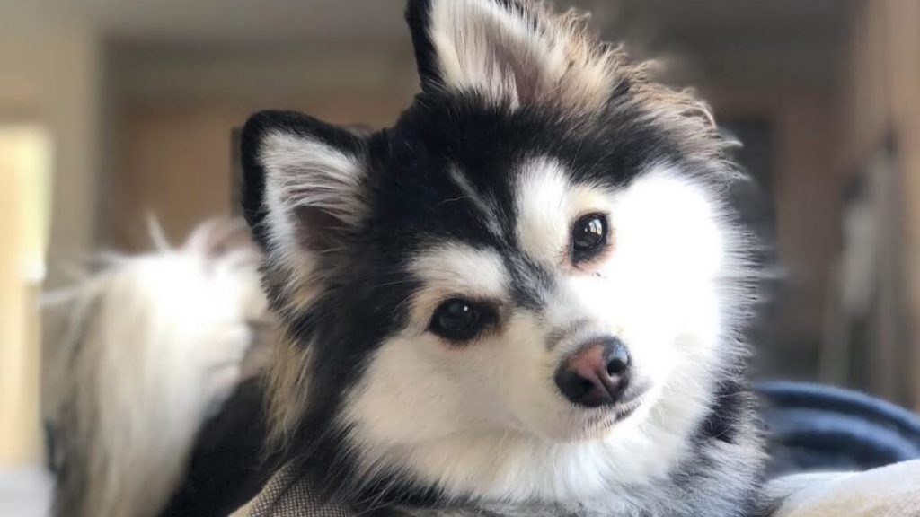 uma raça de cachorro misturada com Husky Siberiano e lulu da pomerânia chamada pomskys