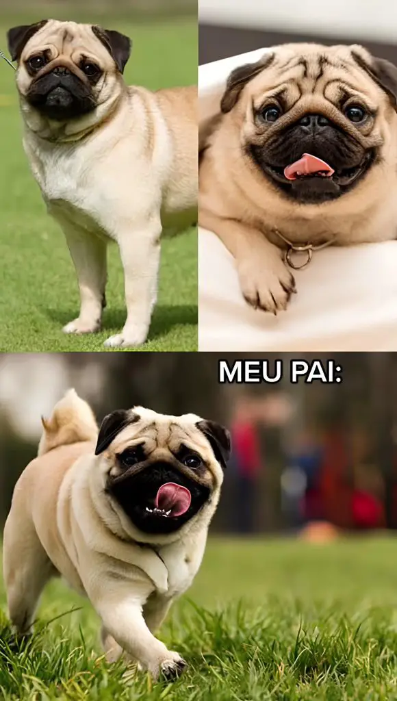 um cachorro da raça pug.