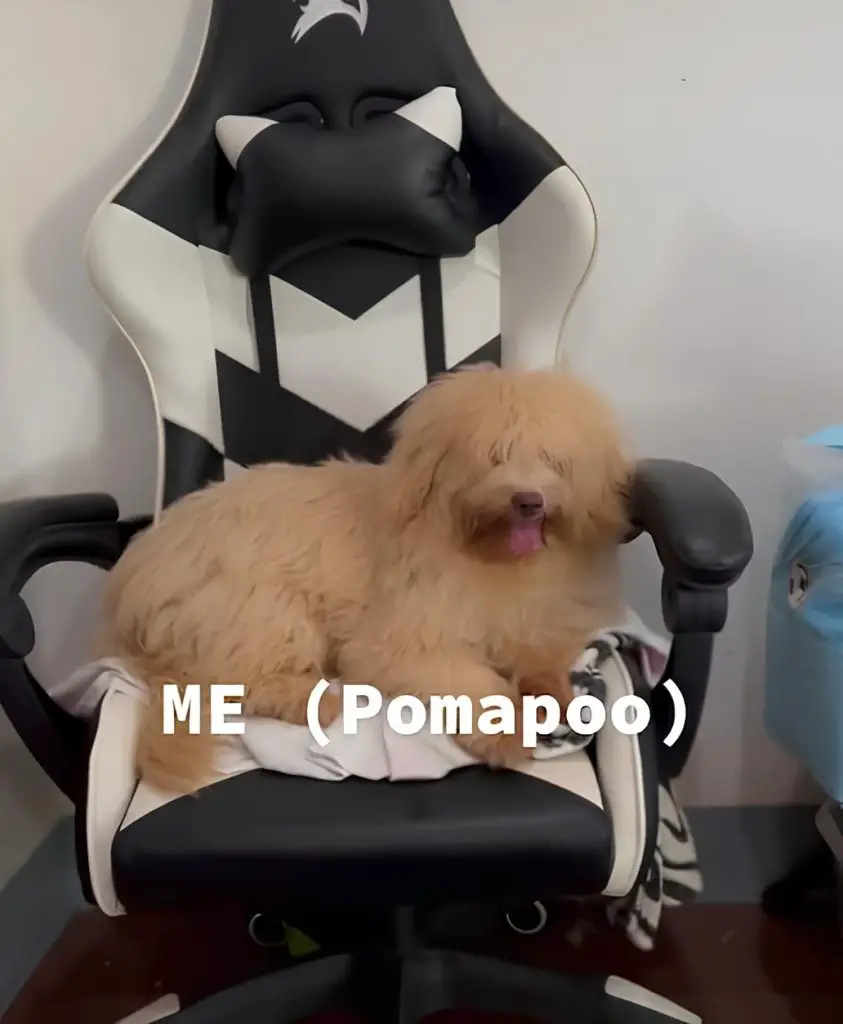 um cachorro resultado da mistura das raças lulu da pomerânia e poodle.