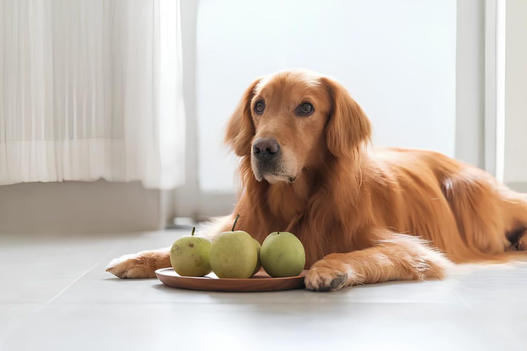 um cachorro deitado e a sua frente um prato de madeira com peras dentro.