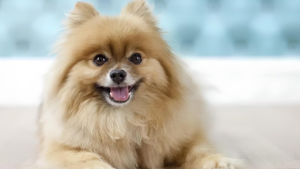 um lulu da pomerânia deitado.