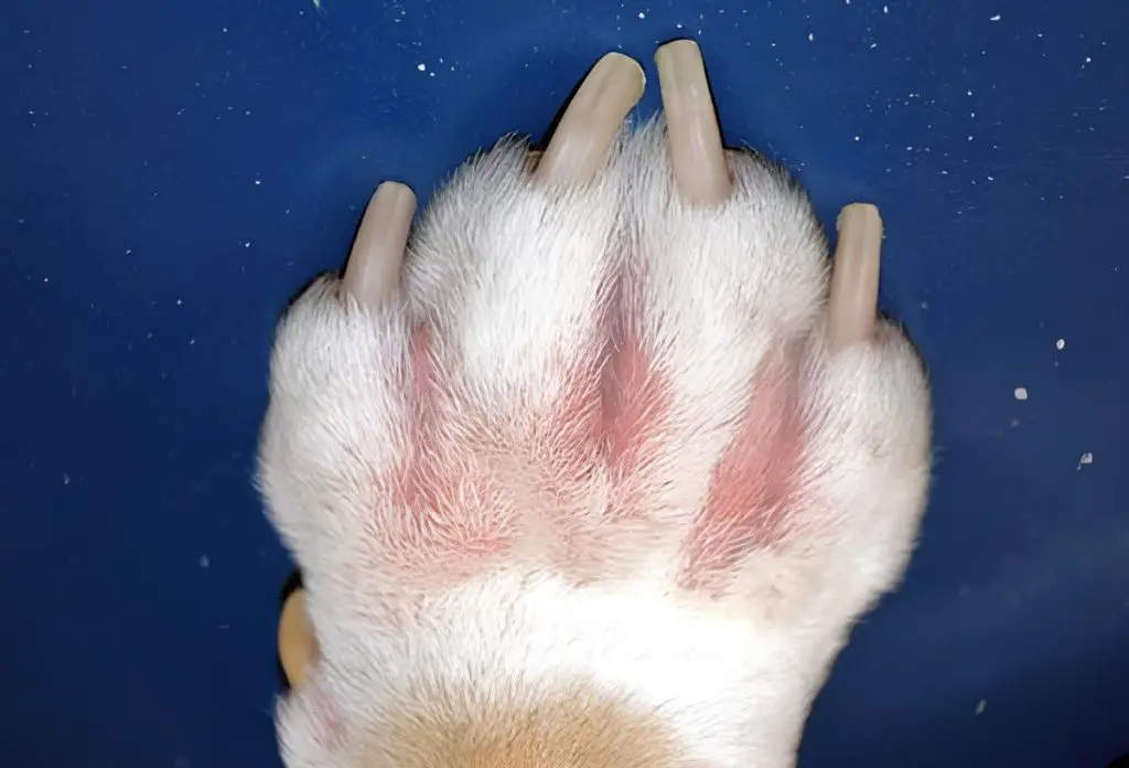 uma pata de cachorro afetada com dermatite por lambedura das patas.
