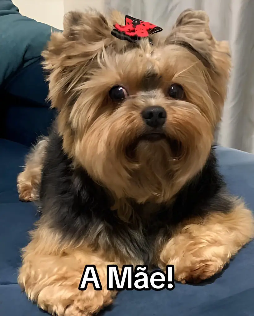 uma cadelinha da raça Yorkshire, mães do chico.