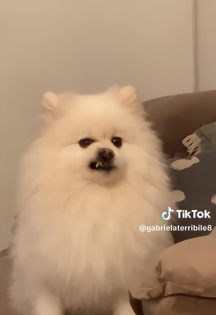 um lulu da pomerânia cahamado chico esta bravo.