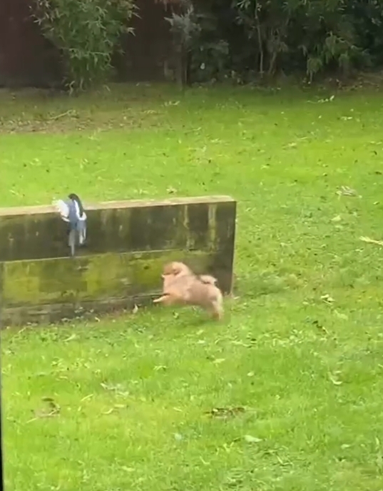 um lulu da pomerânia pegando um pássaro.